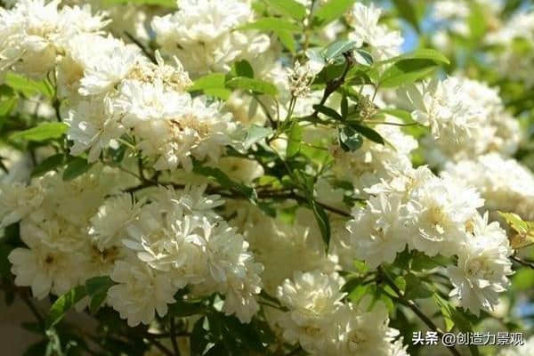 洁白无瑕，芬芳馥郁的木香花如何养护？