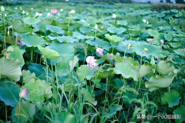 荷花，出淤泥而不染