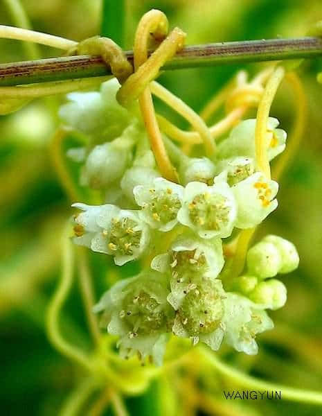 药食同源之助阳篇——菟丝子