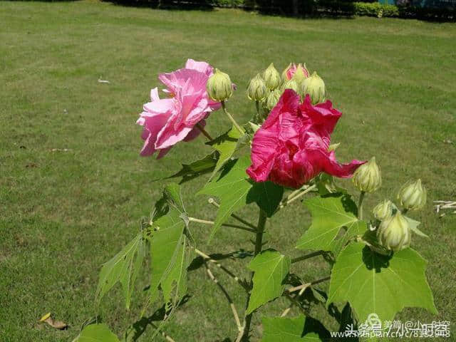 诗情花意：芙蓉花开，竟有如此纯洁的花语