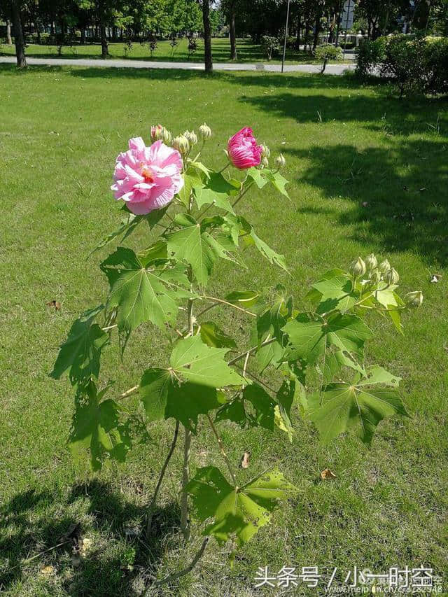 诗情花意：芙蓉花开，竟有如此纯洁的花语