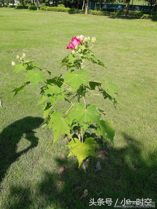 诗情花意：芙蓉花开，竟有如此纯洁的花语