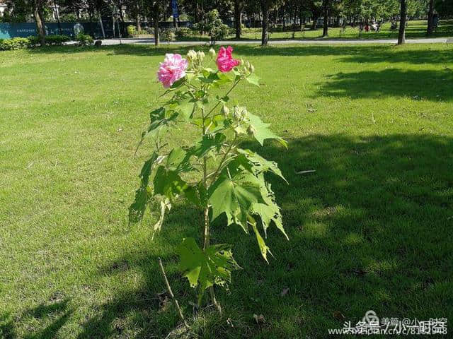 诗情花意：芙蓉花开，竟有如此纯洁的花语