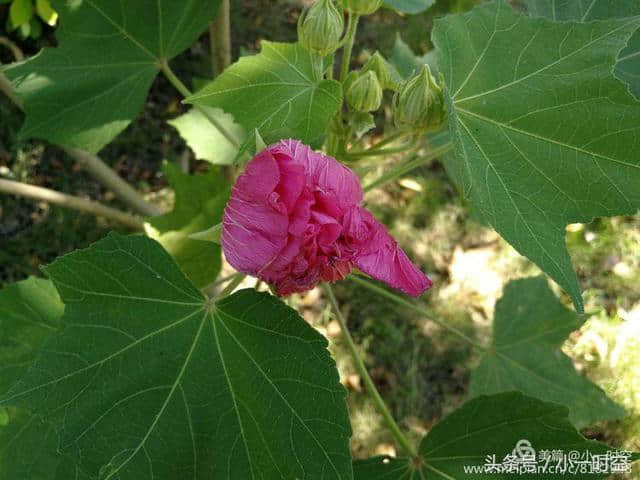 诗情花意：芙蓉花开，竟有如此纯洁的花语