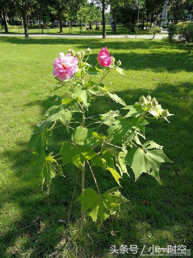 诗情花意：芙蓉花开，竟有如此纯洁的花语