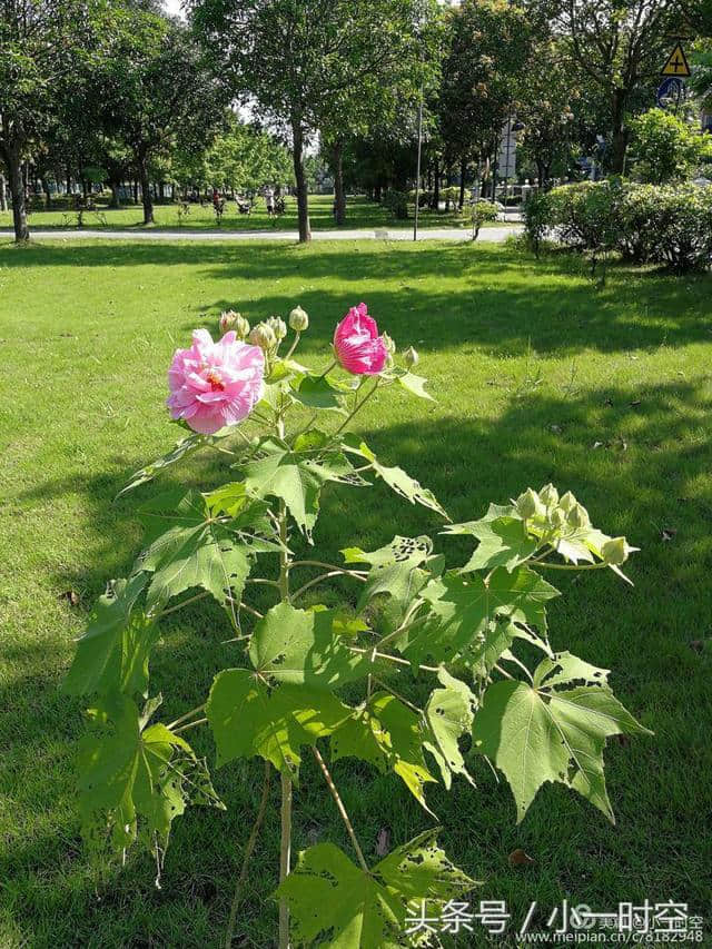 诗情花意：芙蓉花开，竟有如此纯洁的花语