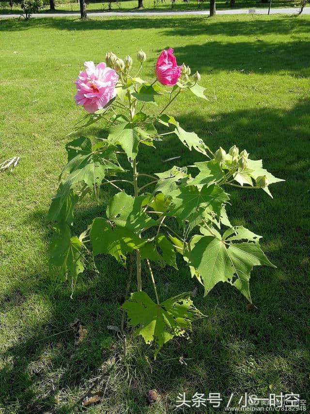 诗情花意：芙蓉花开，竟有如此纯洁的花语