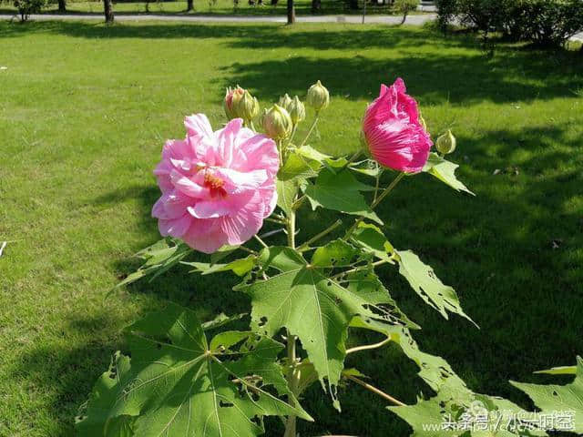 诗情花意：芙蓉花开，竟有如此纯洁的花语