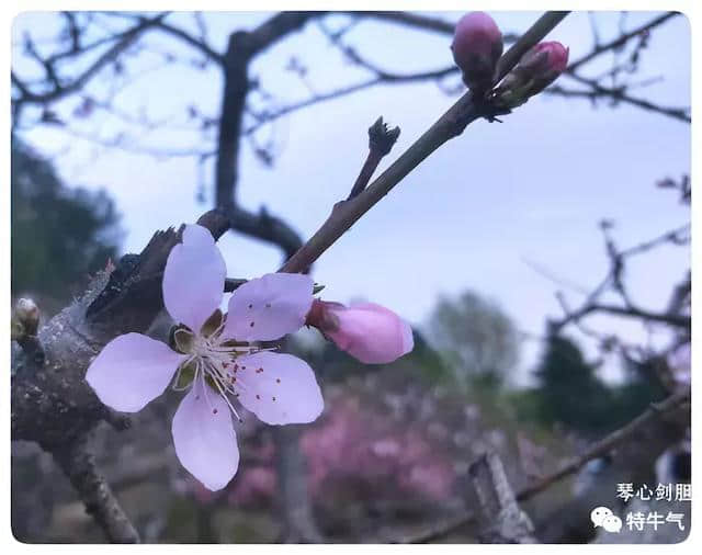 词‖长相思·山一重