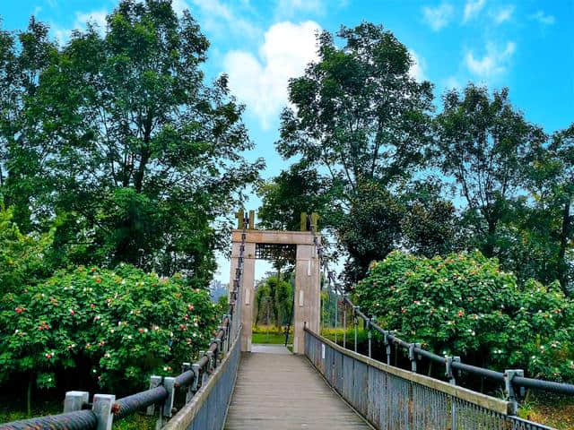 白河公园木芙蓉，袅袅纤枝淡淡红