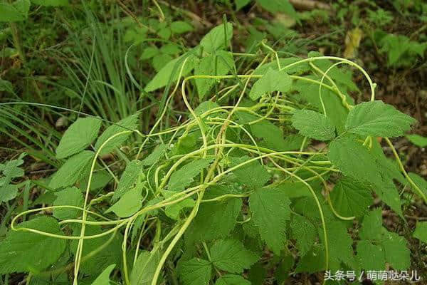 菟丝子功效与作用及食用方法，禁忌