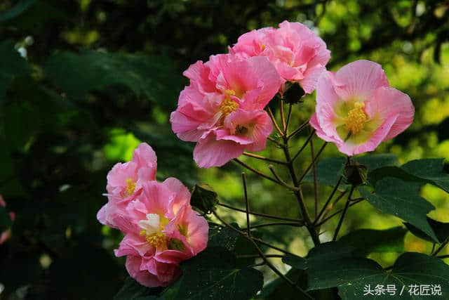 金秋一到，芙蓉醉，关于木芙蓉的二三事