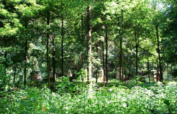 邛崃白鹤山上探秘寻幽 鹤林寺中打坐参禅