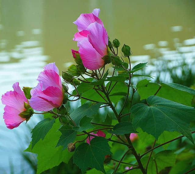 中药材木芙蓉