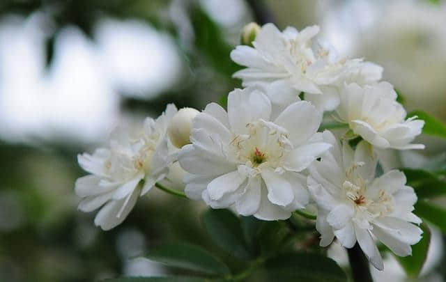 每日一花——木香花