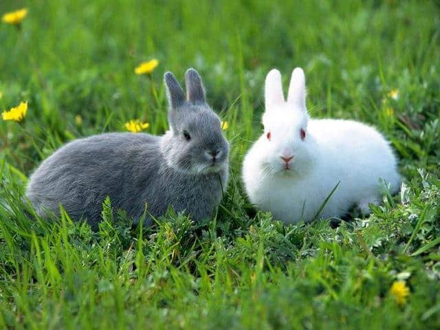 温文尔雅、风度翩翩，皎如霜辉、温如玉翠——可爱的兔兔