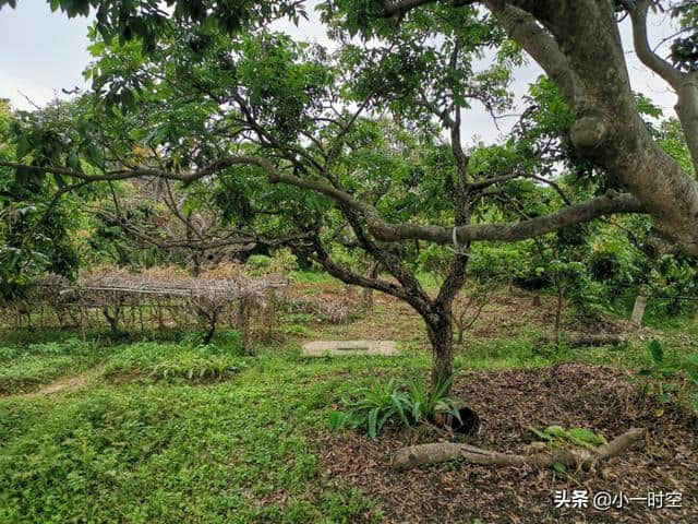 一景一诗：木兰花慢·拆桐花烂漫 [宋] 柳永