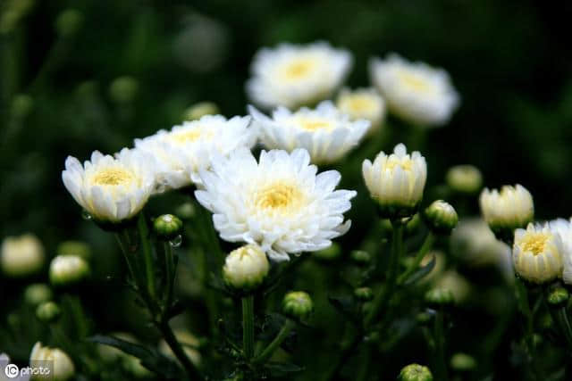 诗词｜菊残犹有傲霜枝，此花开尽更无花