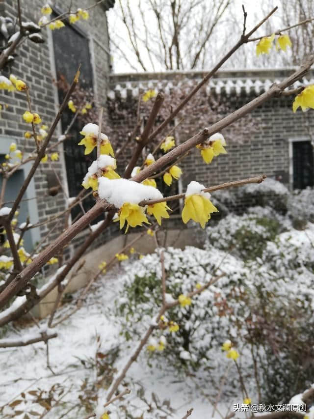 木兰花令|梅