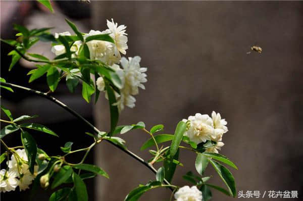 百年的一遇的木香花老桩，盛开如雪，芳香宜人