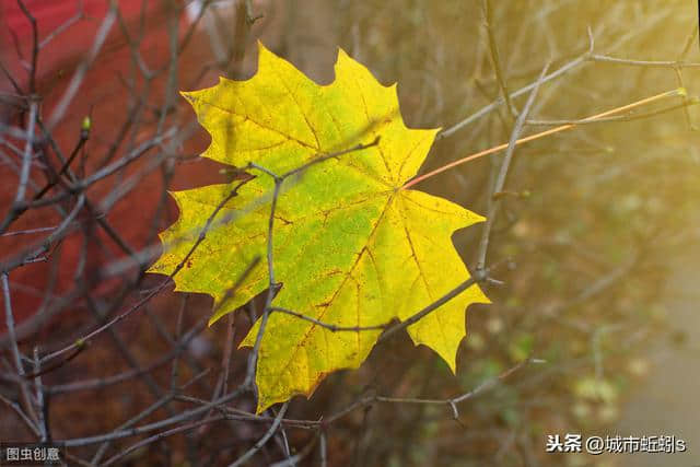 跟叶嘉莹学读诗：杜甫的七言绝句《赠李白》很成功，原因有两点