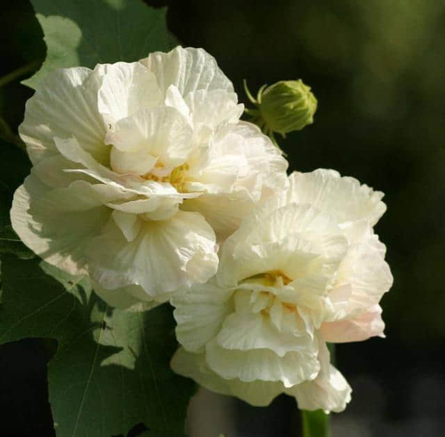 木芙蓉：养一院美丽的木芙蓉，盛开在夏秋的美