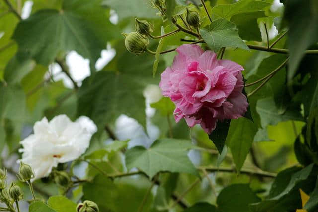 中药材芙蓉花、芙蓉叶