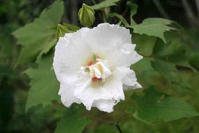 中药材芙蓉花、芙蓉叶