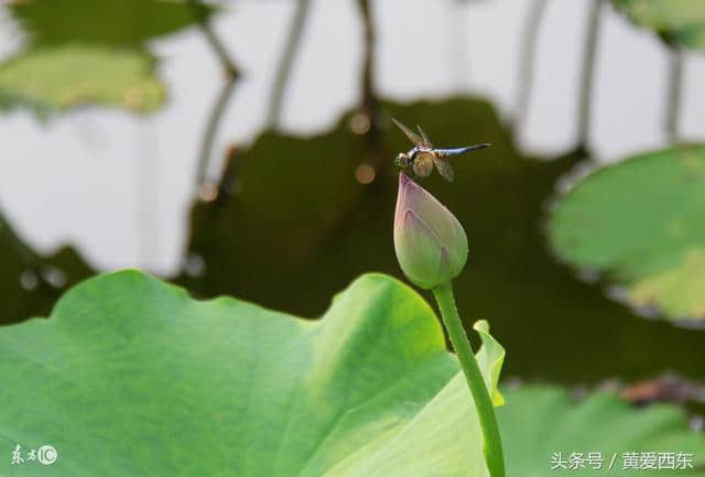 荷风送香气 竹露滴清响 你可知道古人是如何消暑度夏的么？