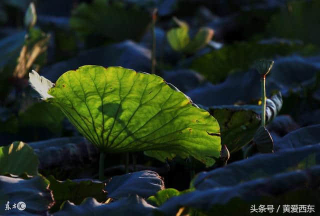 荷风送香气 竹露滴清响 你可知道古人是如何消暑度夏的么？