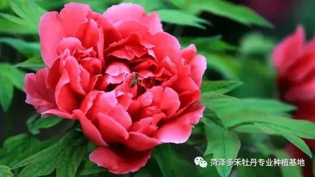 牡丹花的特点百科（相当全面）