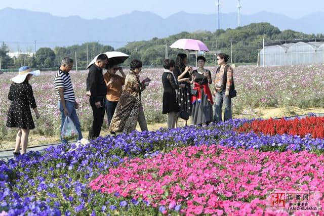 桐庐：“花海经济”助力乡村旅游