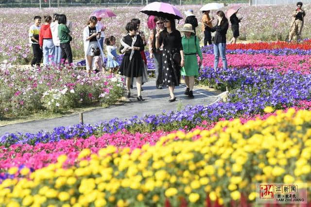 桐庐：“花海经济”助力乡村旅游