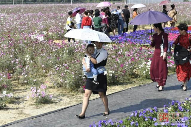 桐庐：“花海经济”助力乡村旅游