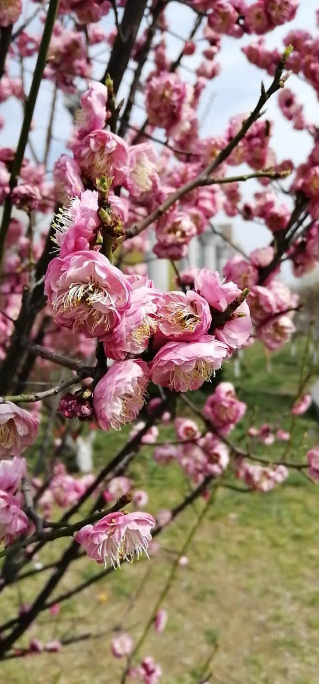 春天两首诗，期待知音识