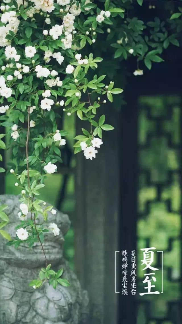 又是一年夏至日，映日荷花别样红，十首诗词寻找最美夏至