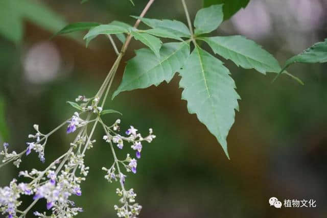 黄荆，牡荆