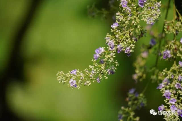 黄荆，牡荆