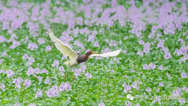 独守方塘等鱼来，漠漠水田飞群鹭