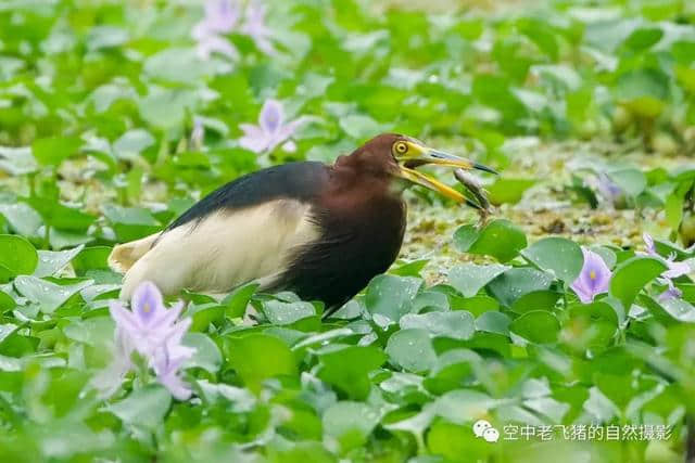 独守方塘等鱼来，漠漠水田飞群鹭