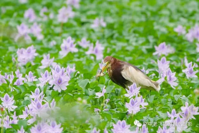 独守方塘等鱼来，漠漠水田飞群鹭