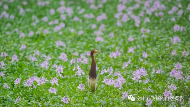 独守方塘等鱼来，漠漠水田飞群鹭