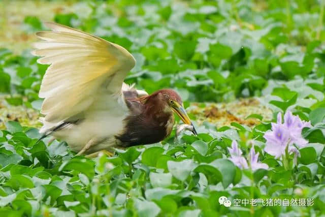 独守方塘等鱼来，漠漠水田飞群鹭