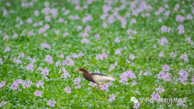 独守方塘等鱼来，漠漠水田飞群鹭