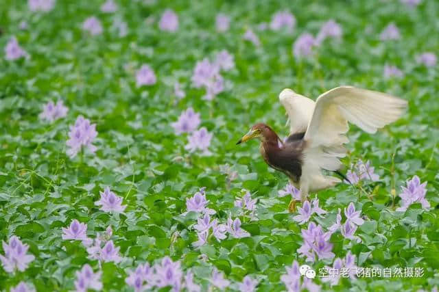 独守方塘等鱼来，漠漠水田飞群鹭