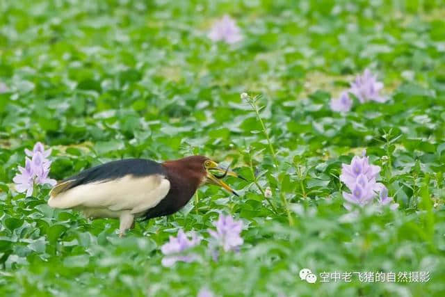 独守方塘等鱼来，漠漠水田飞群鹭