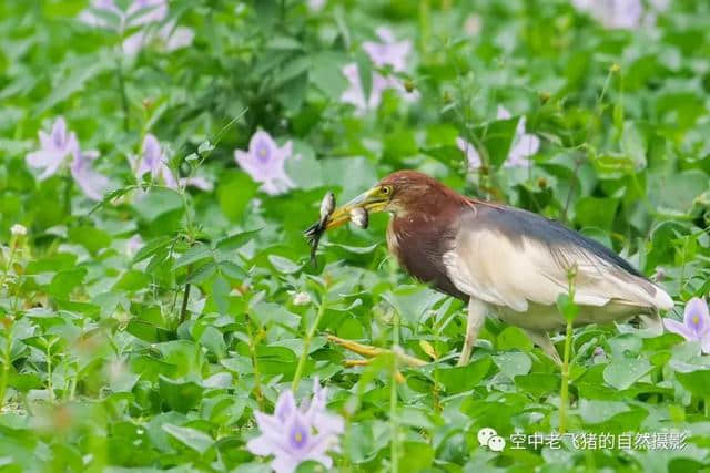 独守方塘等鱼来，漠漠水田飞群鹭