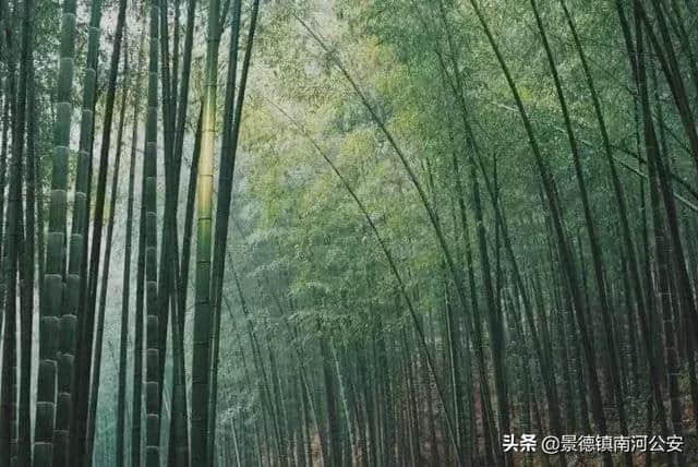 诗词 | 以竹为邻，君心不俗