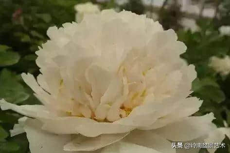 牡丹花欣赏(种类及名称)