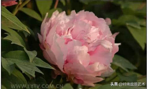 牡丹花欣赏(种类及名称)